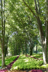 2014 コリウスの園（国営武蔵丘陵森林公園）