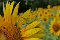 夏の花