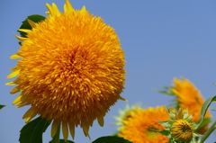 花の太陽