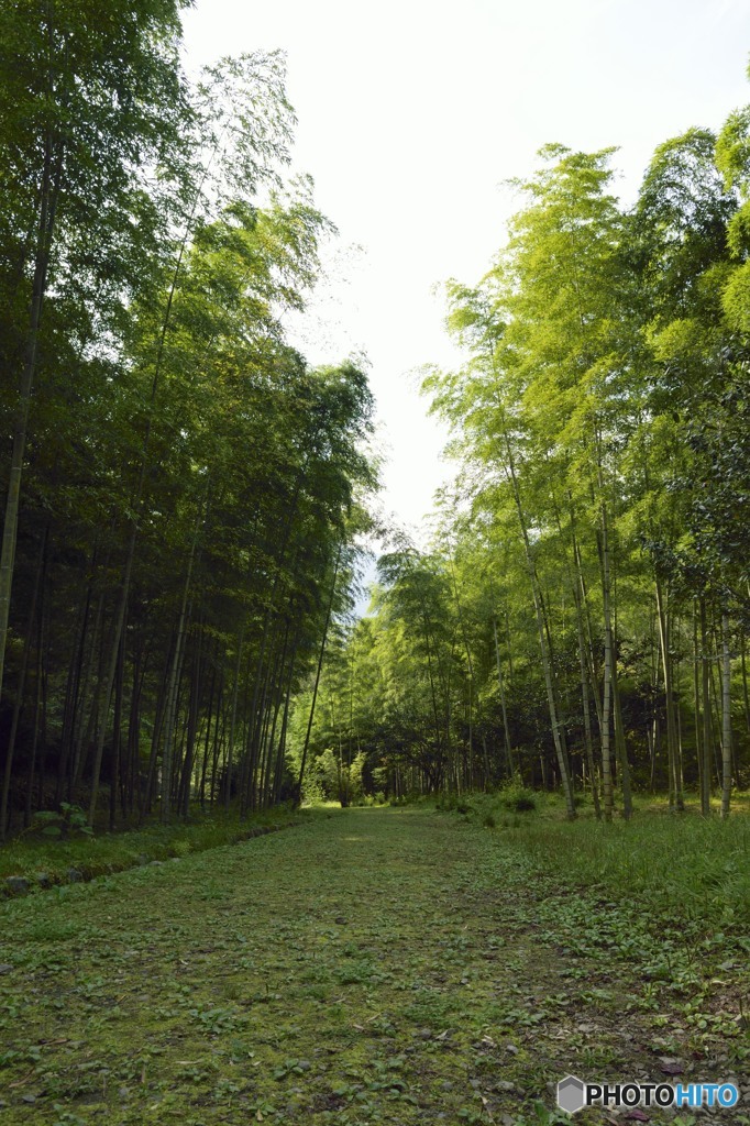 竹林の道