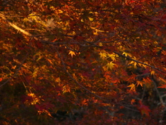 天照紅葉