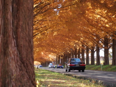 Metasequoia Road