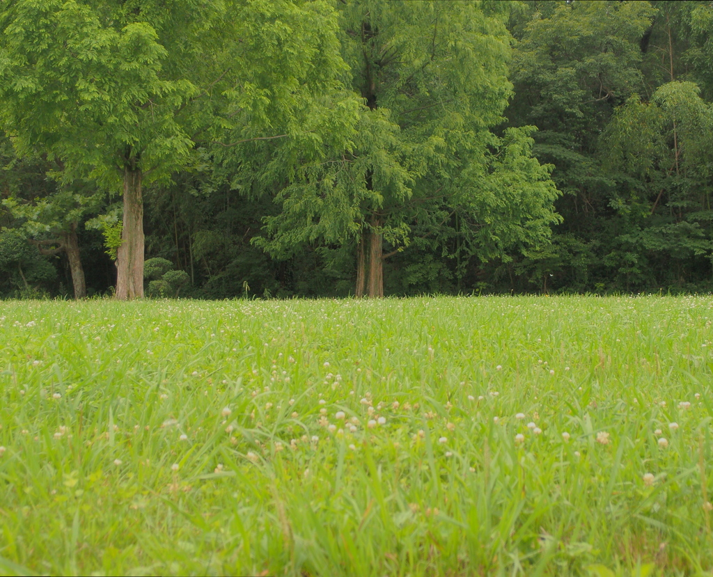 Greenery
