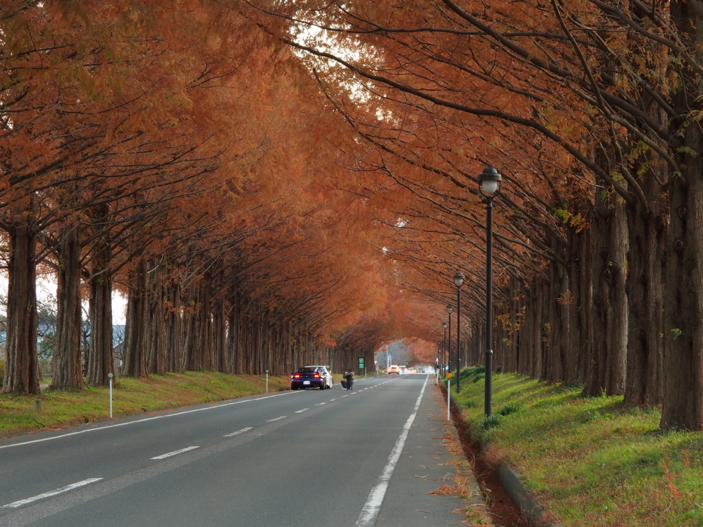 紅葉のメタセコイア並木