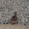 mgmg