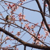 もぐもぐ