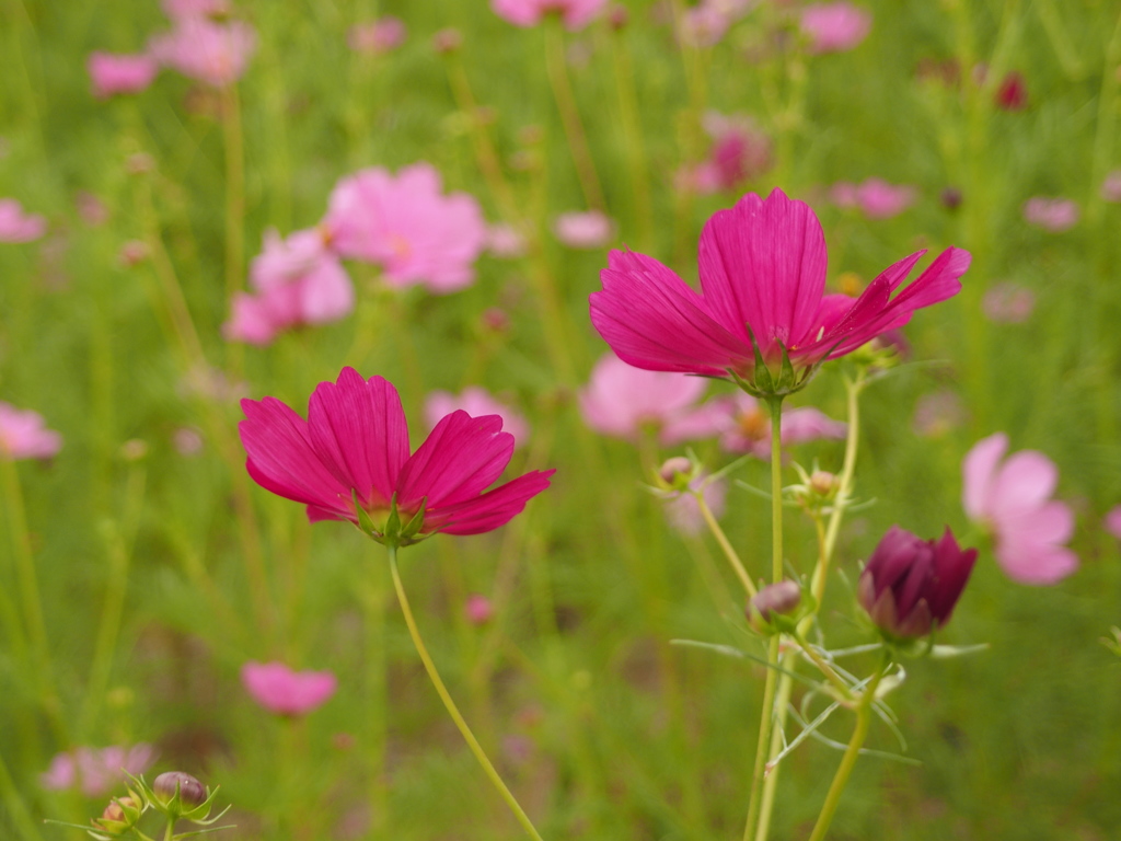 可憐な花