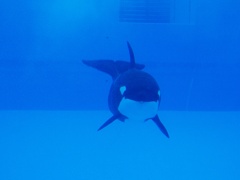 Orca's smile :D