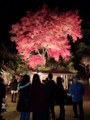 晩秋の贅沢