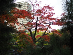 白鳥庭園