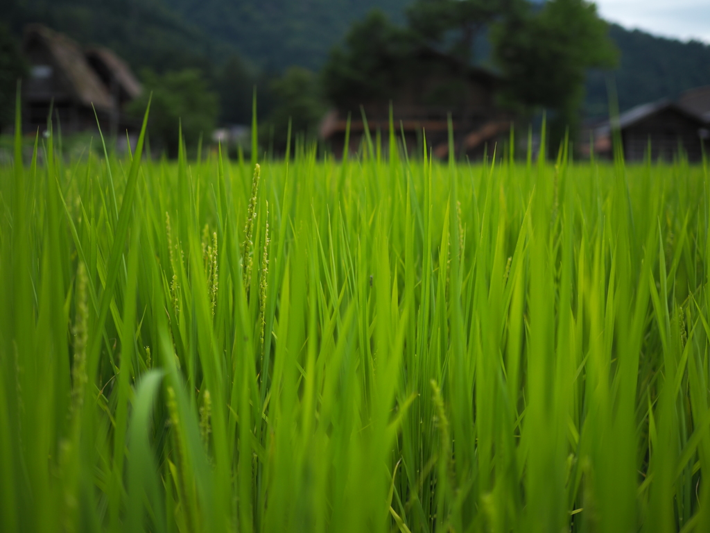 白川郷の田園風景