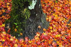 京都の紅葉