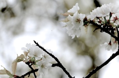 #017_Banpakukinenpark_sakura