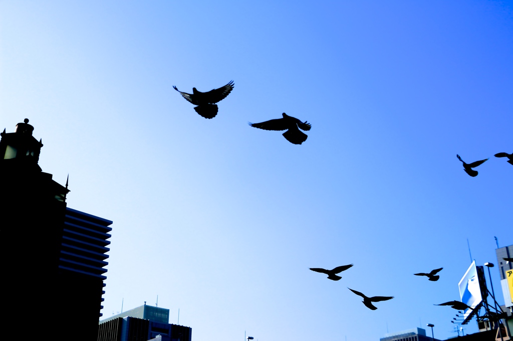 #006_Nakanoshima_flutter