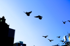 #006_Nakanoshima_flutter
