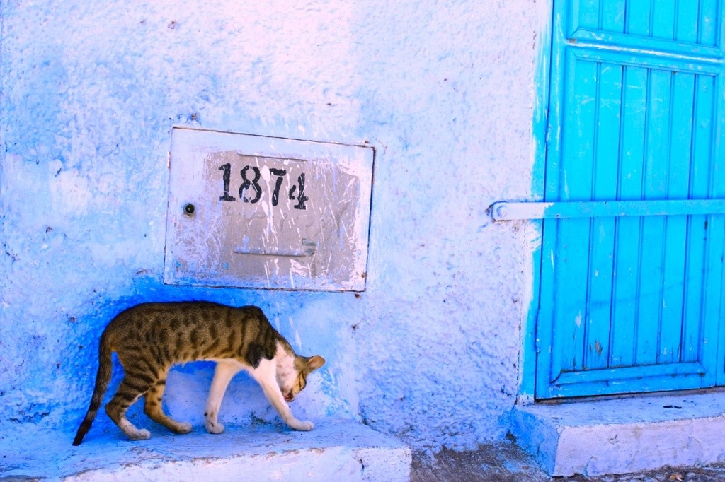 #025_Chefchaouen_cat-放課後 プール 中学生は バス停で-