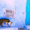 #025_Chefchaouen_cat-放課後 プール 中学生は バス停で-