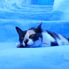 #026_Chefchaouen_cat-アイスベッド-