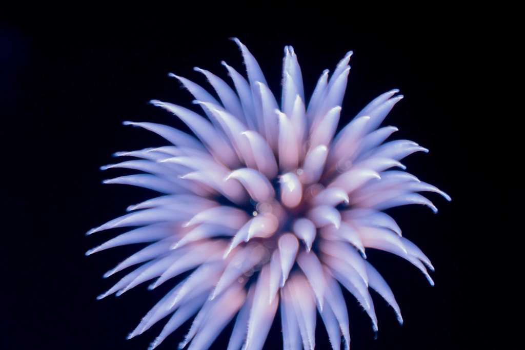 "花"火