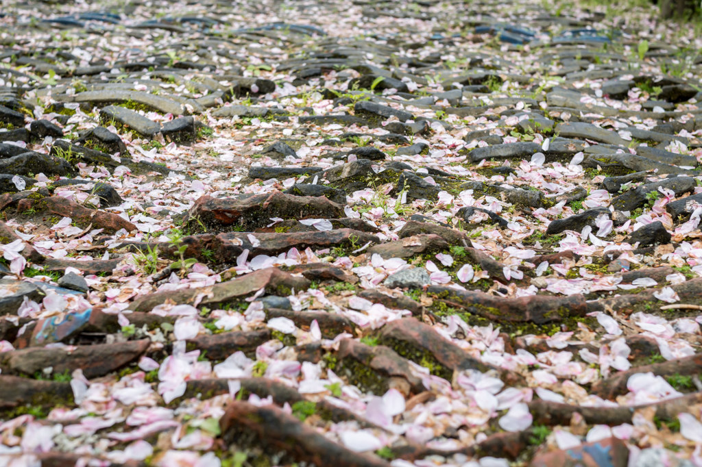 桜、散る