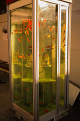 金魚box