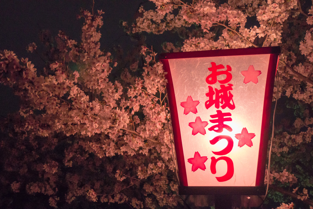 夜桜