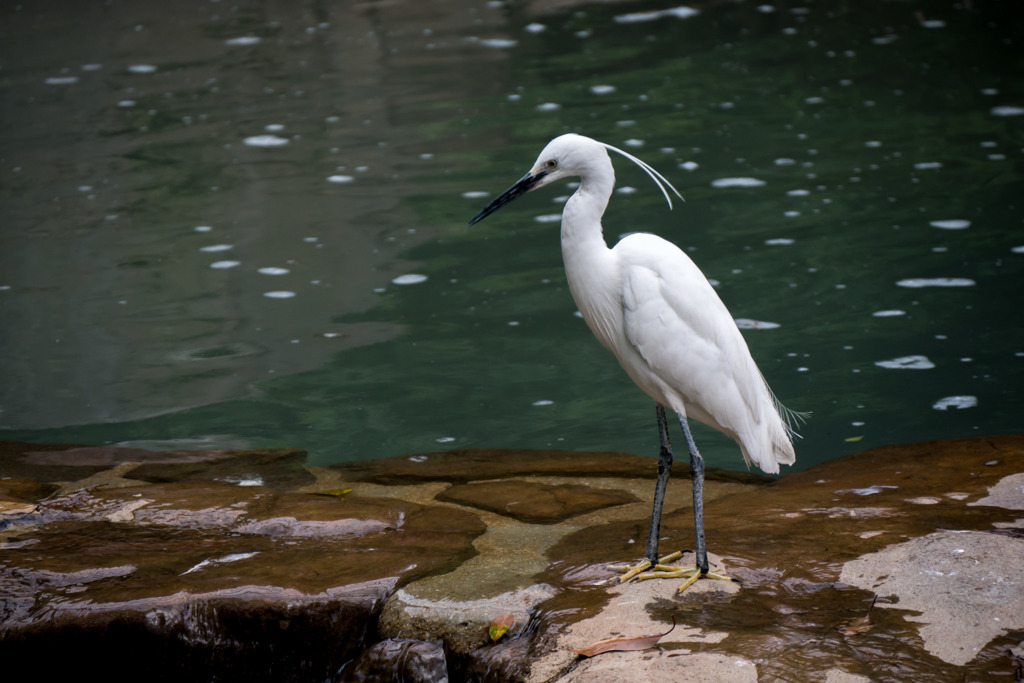 天王寺動物園