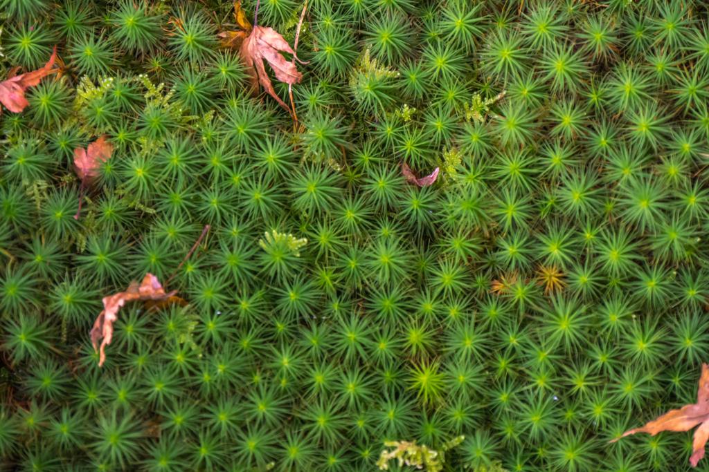 苔の声