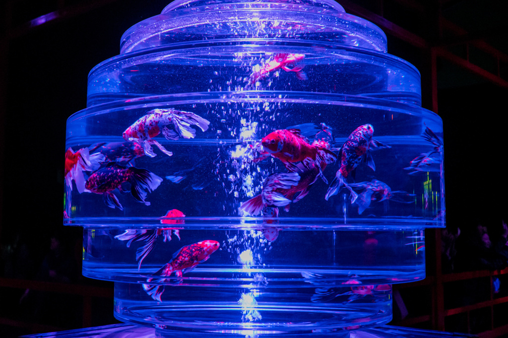 Art Aquarium2