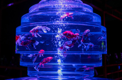 Art Aquarium2