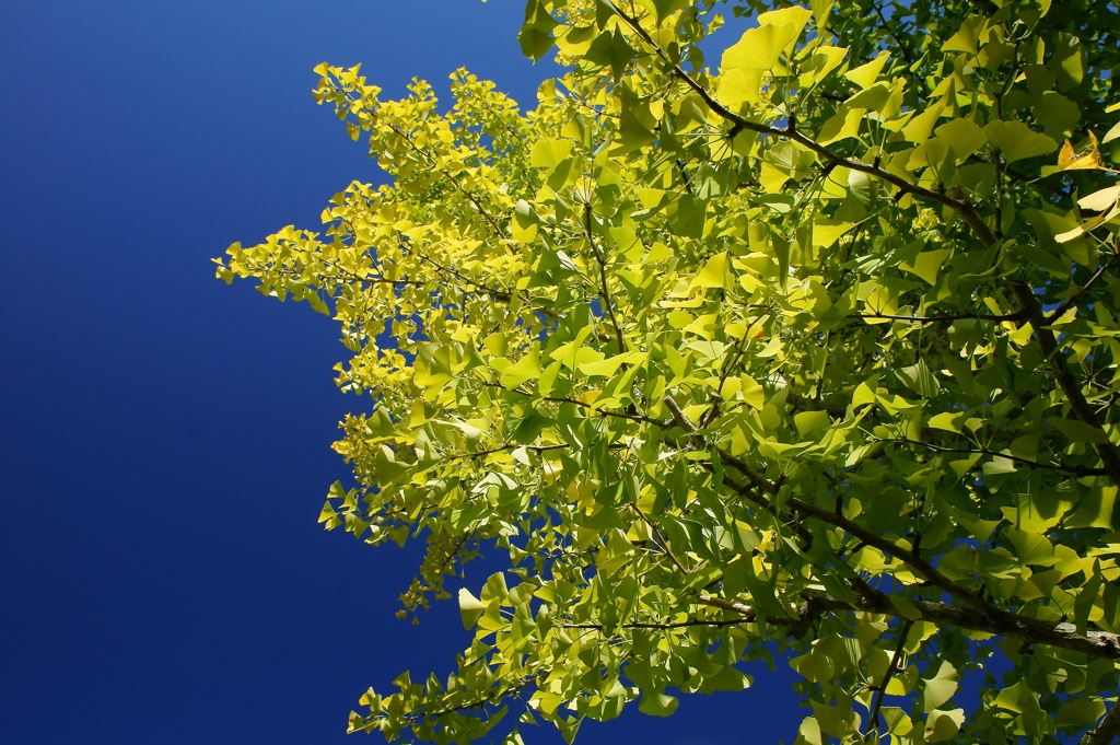 ブルー＆イエロー