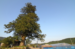 私が気になる樹　022