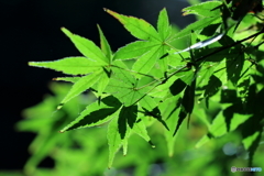 紅葉