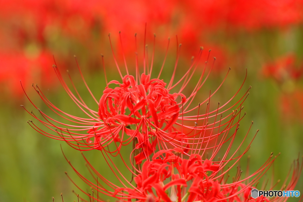 曼珠沙華