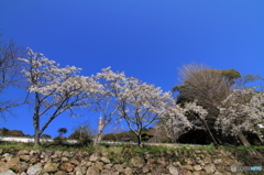 お寺の春