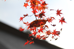 大豊町 定福寺 10