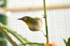 午後の訪問者 警戒