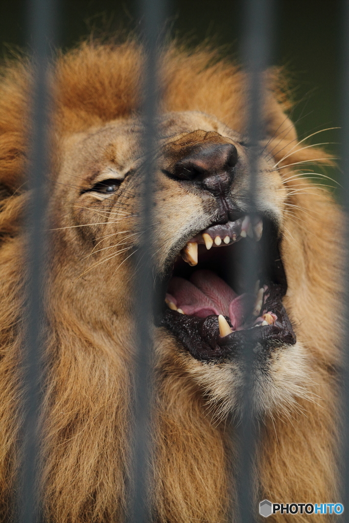 檻がなければ・・・・・・