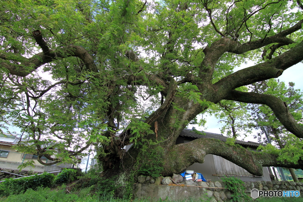 神母神社楠の大木