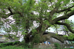 神母神社楠の大木