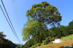 樹のある風景