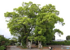 樹のある風景