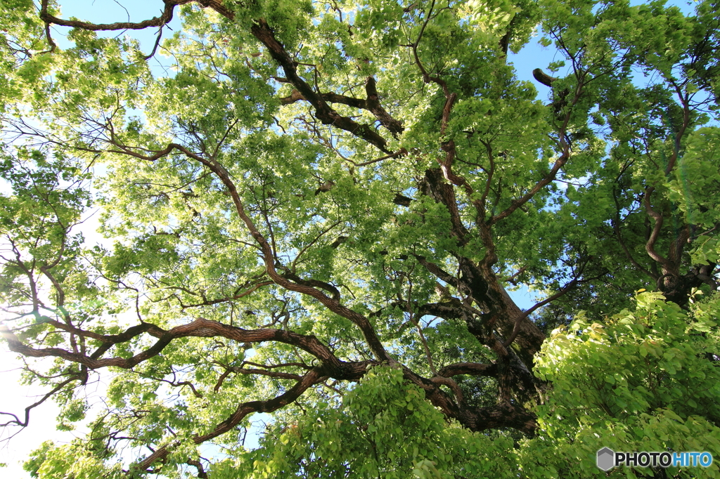Ｇｒｅｅｎ　Ｐｏｗｅｒ