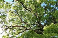 Ｇｒｅｅｎ　Ｐｏｗｅｒ