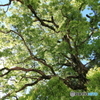 Ｇｒｅｅｎ　Ｐｏｗｅｒ