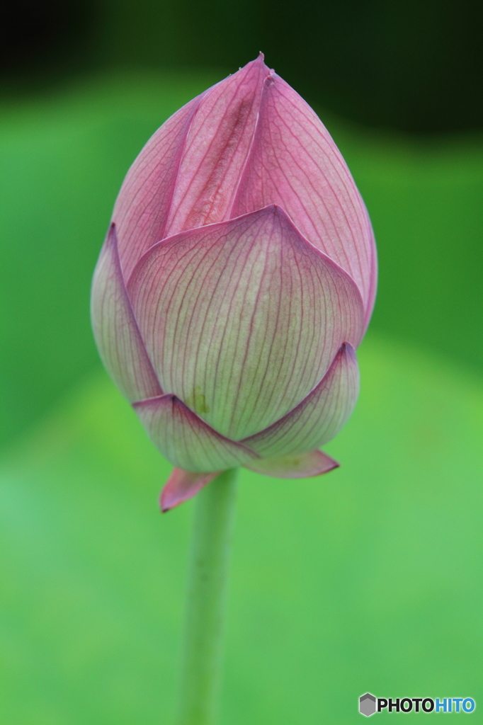 蕾