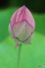 蕾