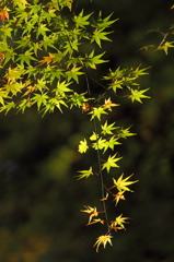 大豊町 定福寺 13