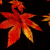 紅蓮の葉