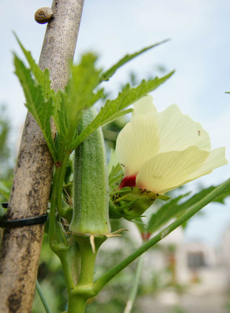 キメラアント襲撃